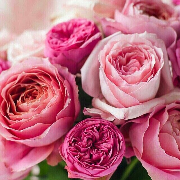 Meet your Posher, Natalie - Picture 1 of 1